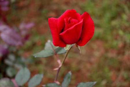 beautiful red colored rose closeup in firm