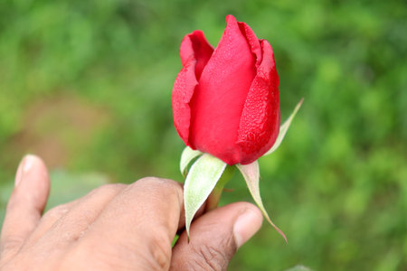beautiful red colored rose closeup in firm