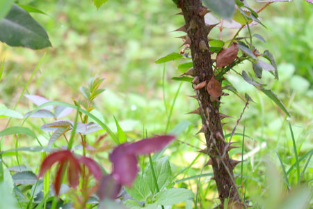 thorn and leaf of rose in firm