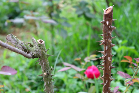 thorn and leaf of rose in firm