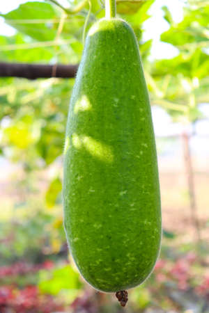 Bottle Gourd Closeup With Leaf on Firmの写真素材