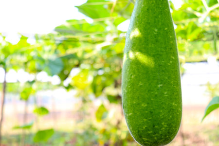 Bottle Gourd Closeup With Leaf on Firmの写真素材