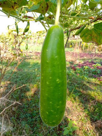 Bottle Gourd Closeup With Leaf on Firmの写真素材
