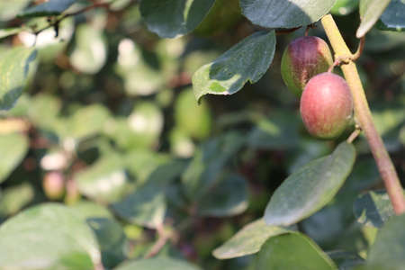 red colored tasty jujube closeup with tree on firmの写真素材