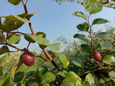 red colored tasty jujube closeup with tree on firm