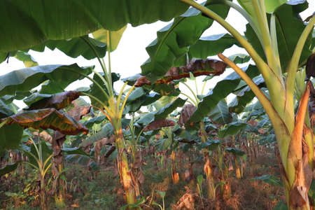 green colored banana tree stock on firmの写真素材