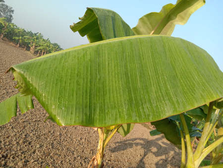 green colored banana leaf closeup on tree in firmの写真素材