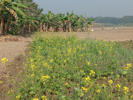 yellow colored mustard flower firm view on field