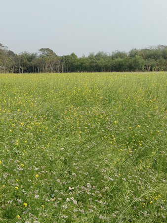 yellow colored mustard flower firm view on field