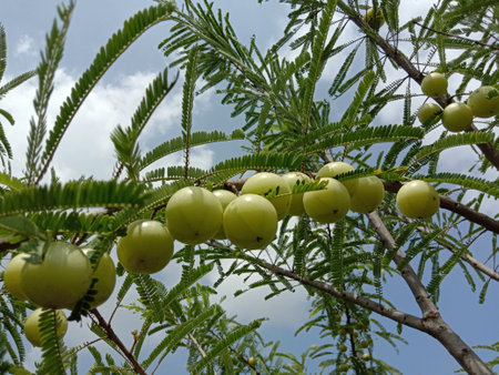 tasty and healthy gooseberry closeup on tree