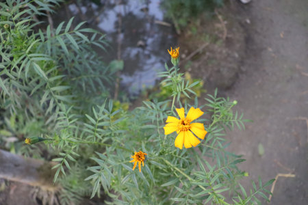 yellow colored beautiful flower on tree in garden