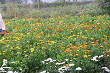 yellow colored beautiful flower on tree in firmの写真素材