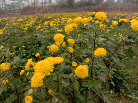 yellow colored beautiful flower on tree in firm