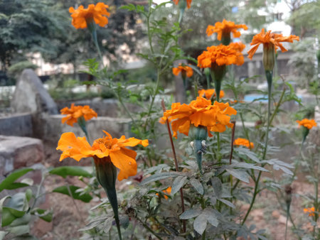 yellow colored beautiful flower on tree in garden