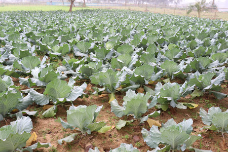 green and fresh raw cabbage stock on firm for sell