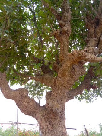 green tree and blue sky closeup with nature
