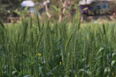 green colored Wheat closeup on firm for harvest