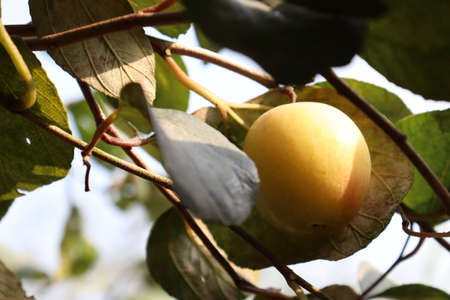 tasty and healthy ripe jujube on tree in firm for harvestの写真素材