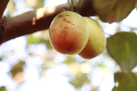 tasty and healthy ripe jujube on tree in firm for harvestの写真素材