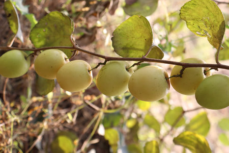 tasty and healthy ripe jujube on tree in firm for harvest
