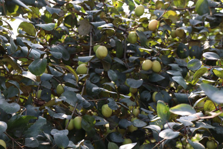 jujube tree with leaf and fruit on firm