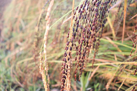 ripe paddy firm closeup for harvest on fieldの写真素材