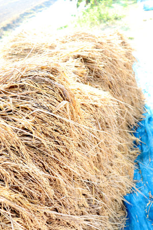 ripe paddy firm closeup for harvest on fieldの写真素材
