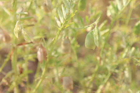 ripe lentils closeup on tree in firmの写真素材