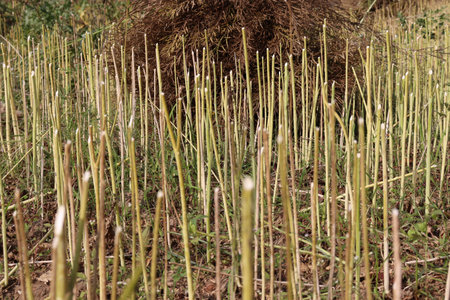 ripe mustard stock on firm for harvest