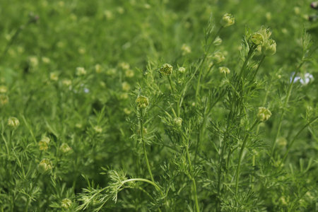 white colored coriander flower with tree on firm for harvestの写真素材