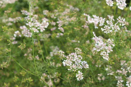 white colored coriander flower with tree on firm for harvestの写真素材
