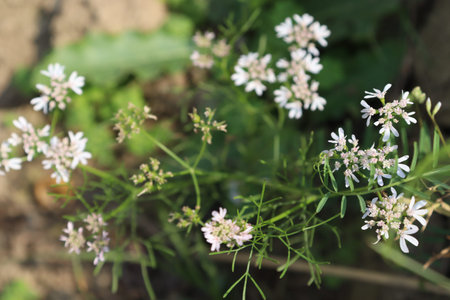 white colored coriander flower with tree on firm for harvestの写真素材
