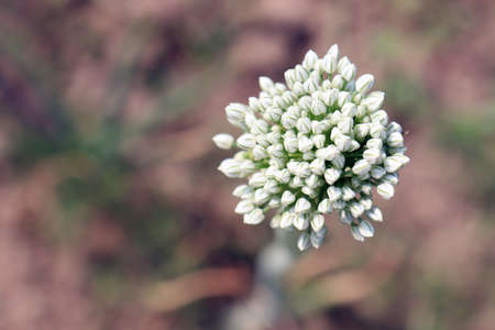 white colored onion flower on firm for harvestの写真素材