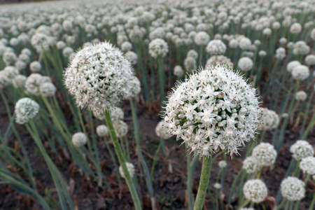 white colored onion flower on firm for harvestの写真素材