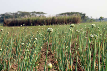 white colored onion flower on firm for harvestの写真素材