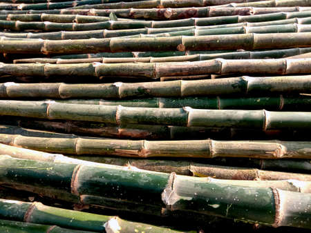 raw bamboo stock on firm for harvest and sellの写真素材