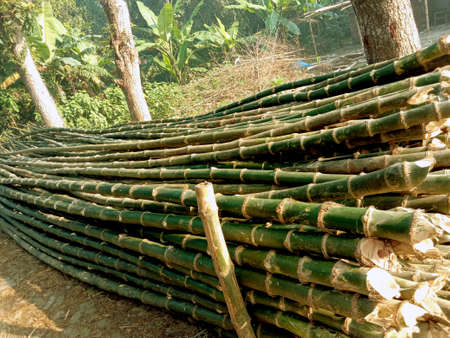 raw bamboo stock on firm for harvest and sellの写真素材