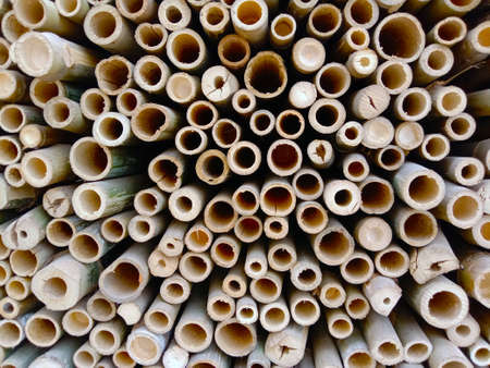 green colored bamboo cut piece stock on shop for sellの写真素材