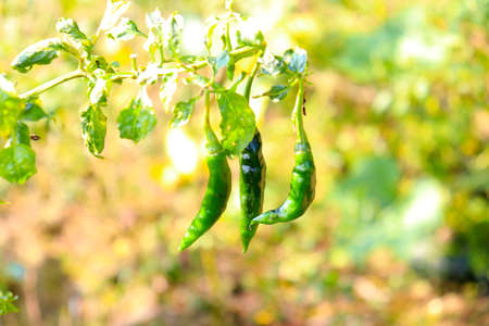 raw chili closeup on tree for harvest and sellの写真素材