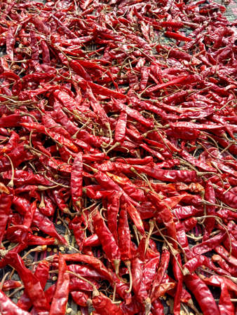 red hot and spicy chili stock on shop for sellの写真素材