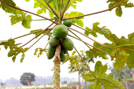 green and raw papaya stock on tree in firm for harvestの写真素材