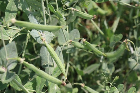 Green Pea Pisum sativum on tree in firm for harvest