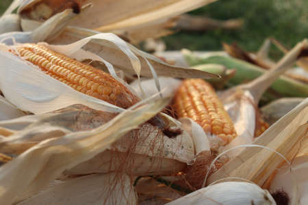 ripe maize stock on shop for sellの写真素材