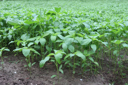 green colored jute farm on field for harvest and sell