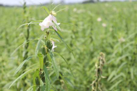 healthy and green sesame farm for harvest and businessの写真素材