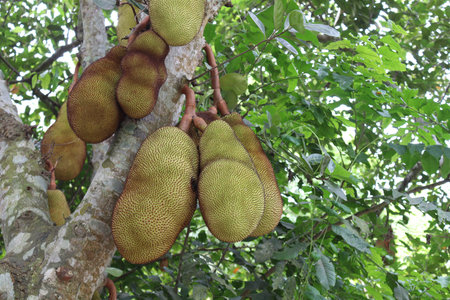 tasty and healthy jackfruit stock on tree in the farm for harvest