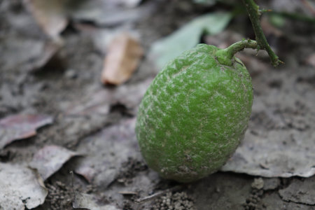 tasty and healthy green colored lemon on tree in the farm for harvest