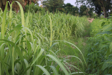 green tasty and healthy sugarcane farm on field for harvest and eat
