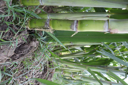 green tasty and healthy sugarcane farm on field for harvest and eat