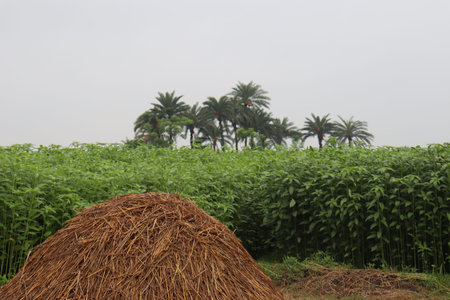 dry paddy tree stock on field for cow food with jute farm